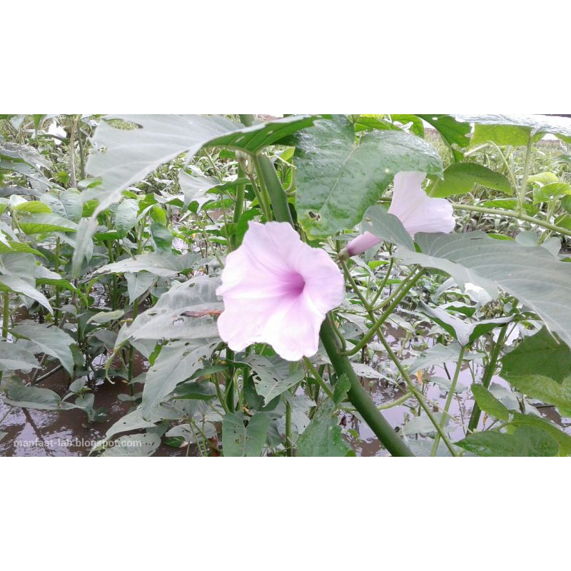 

daun krangkong segar 500grm