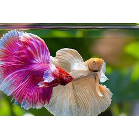 Cupang betta Halfmoon dumbo ear