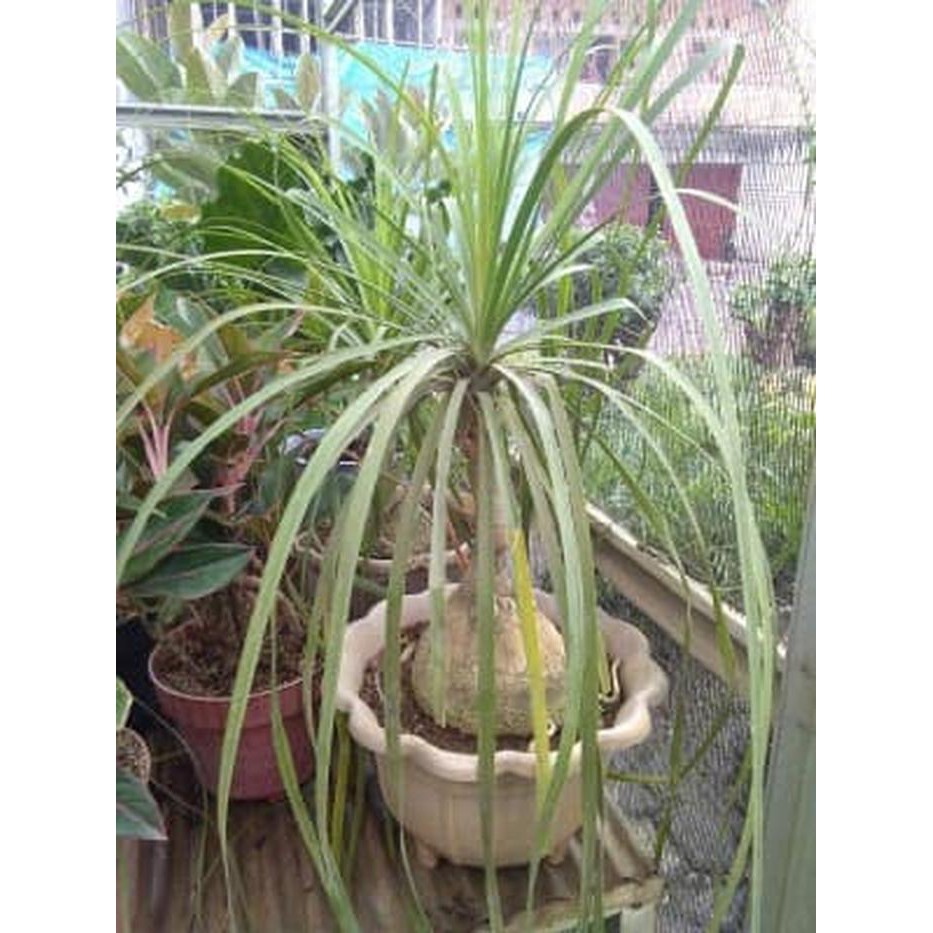 Dijual Tanaman Nolina (Ponytail Palm) (S) Limited