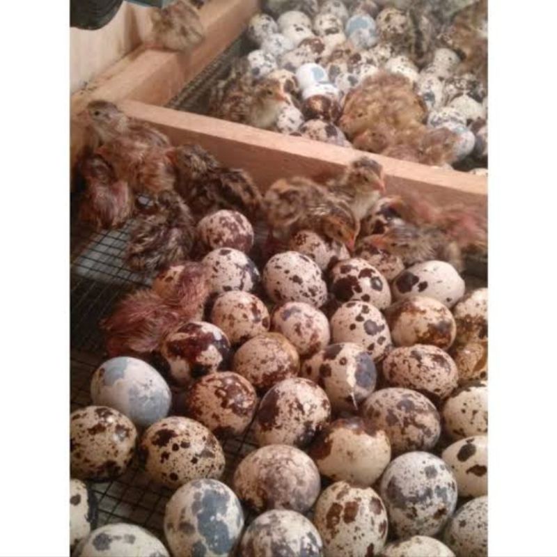 Telur Puyuh Fertil Finalstock (bisa bedakan jantan betina sejak lahir)