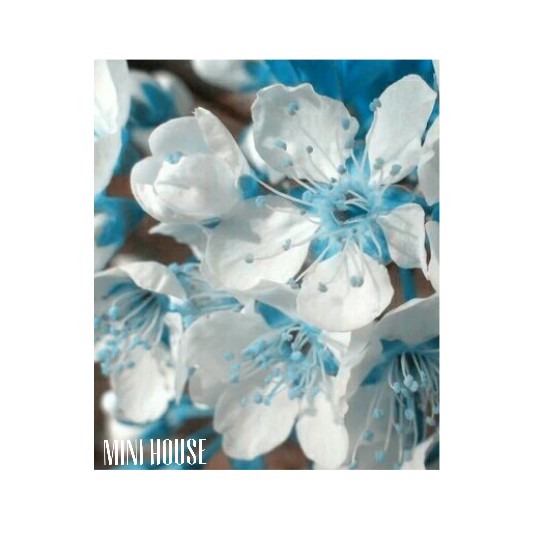 BIBIT BENIH BIJI sakura cherry blossom blue Import