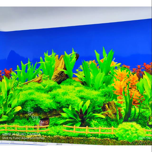 Gambar background hiasan dinding Aquarium tinggi 50cm panjang 1 meter