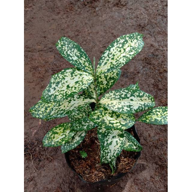 Paket 3 tanaman dracaena milky florida golden drasena