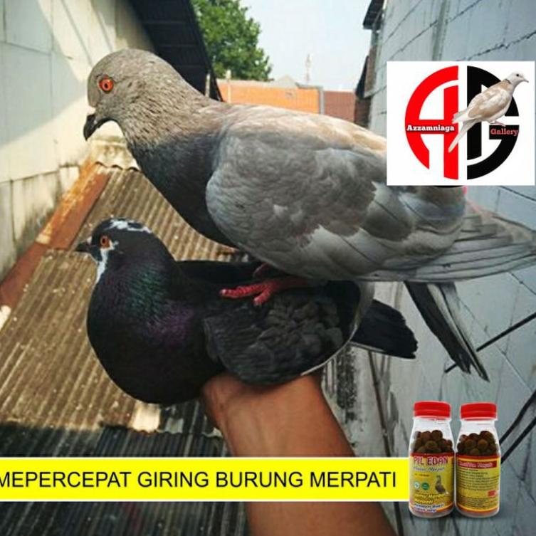 Extra Bonus PIL EDAN MERPATI KOLONGAN DAN BALAP produksi : ENTRI Banjarnegara Telur Merpati .,.,.,..