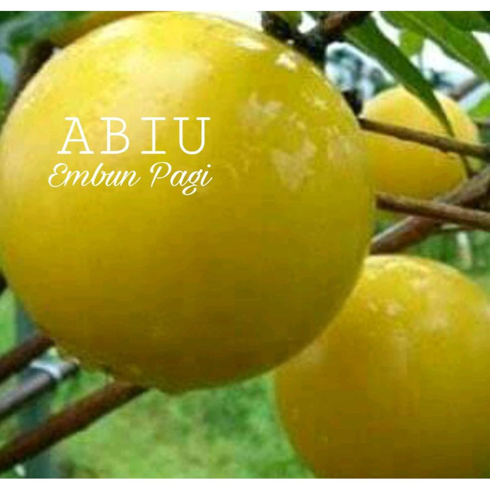 Terlaris Bibit Buah Abiu Jumbo Manis *_@