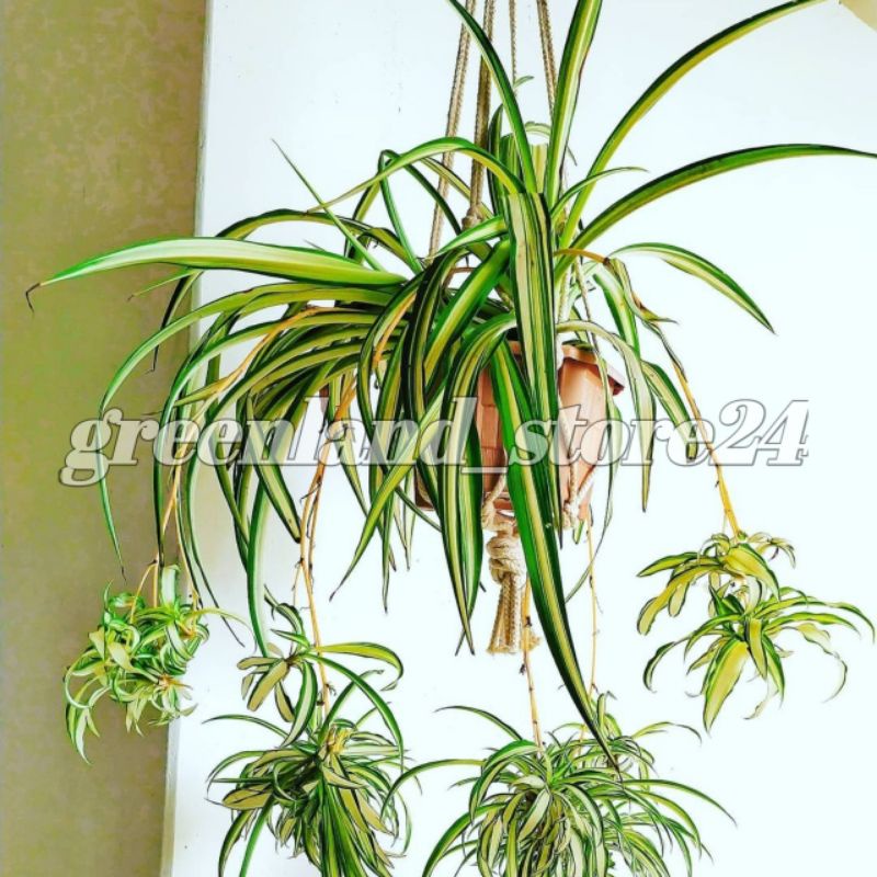spider plant - tanaman gantung spider plant  - tanaman gantung - tanaman spider plant - spider plant