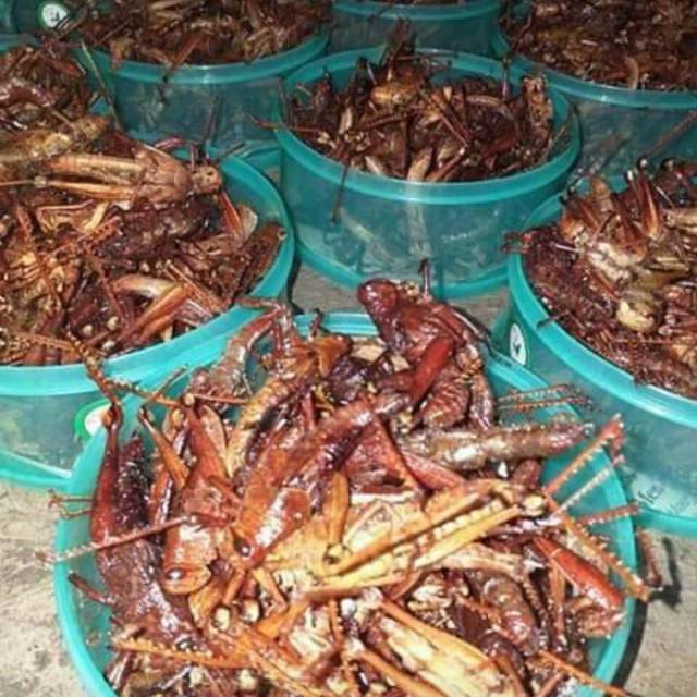 

Belalang Kayu Pedas Gurih