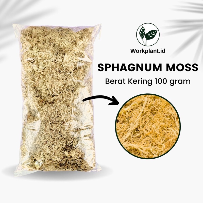 Sphagnum Moss, Sphagnum moss anggrek,Sphagnum moss caladium,Lumut hutan