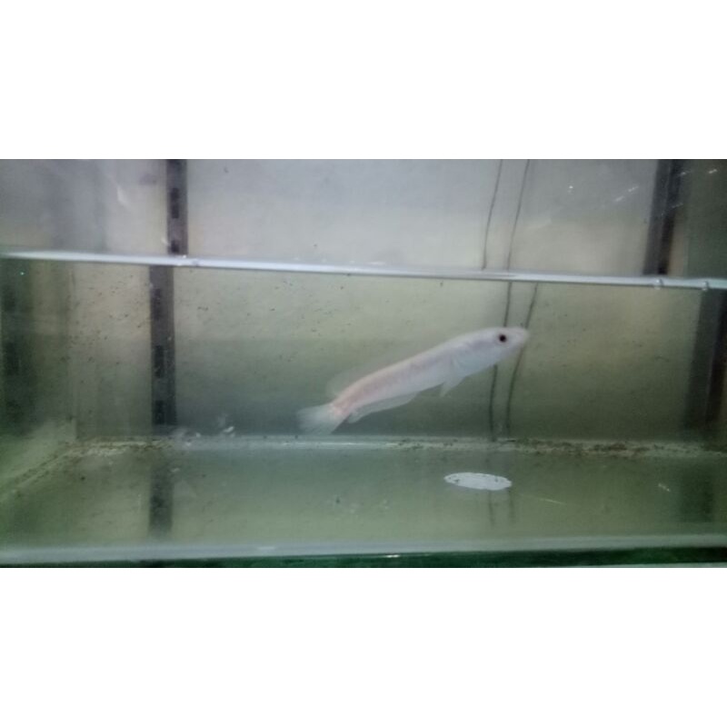 ikan chana striata albino