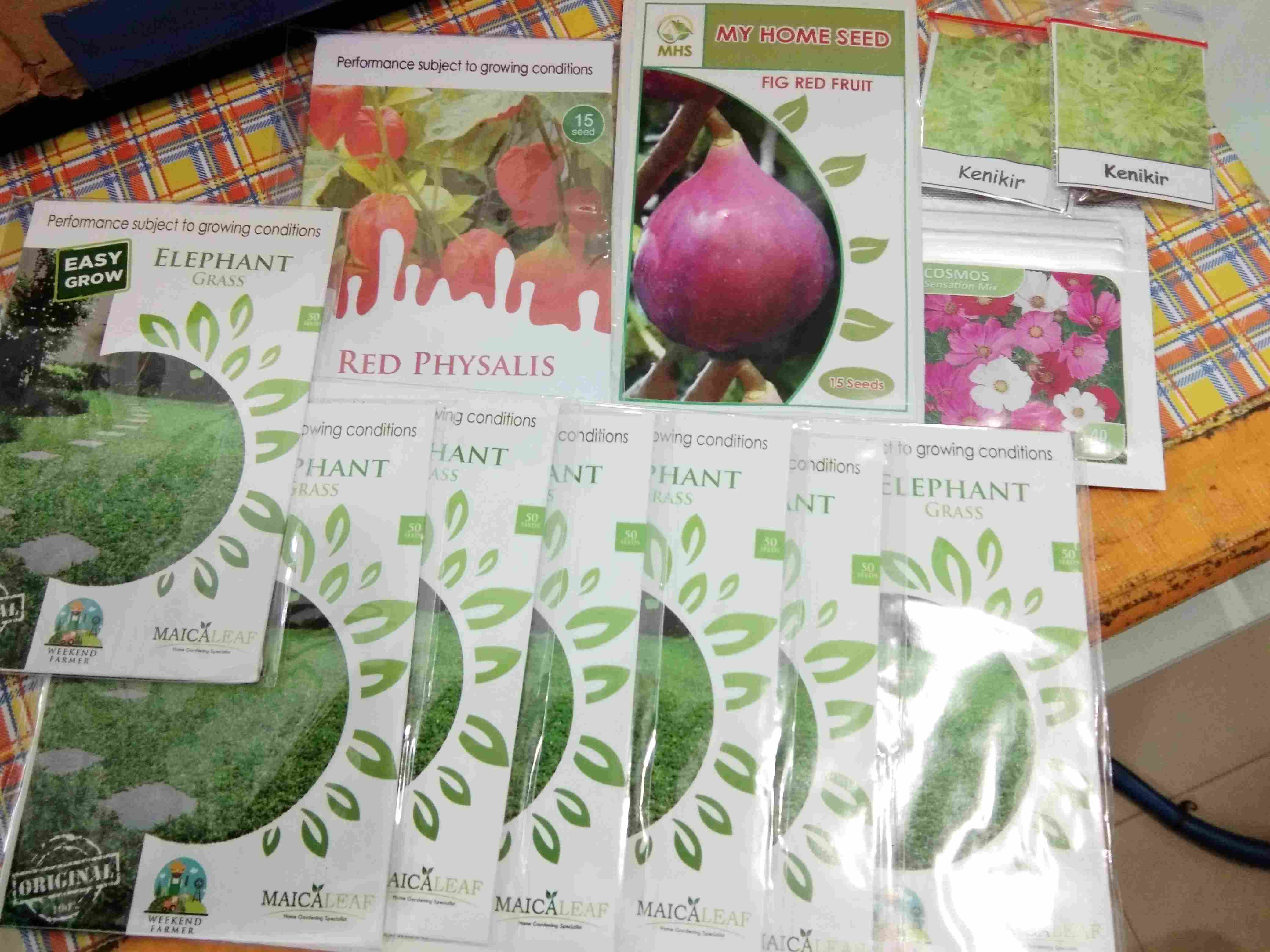 Benih Rumput Gajah Kemasan Maica Leaf