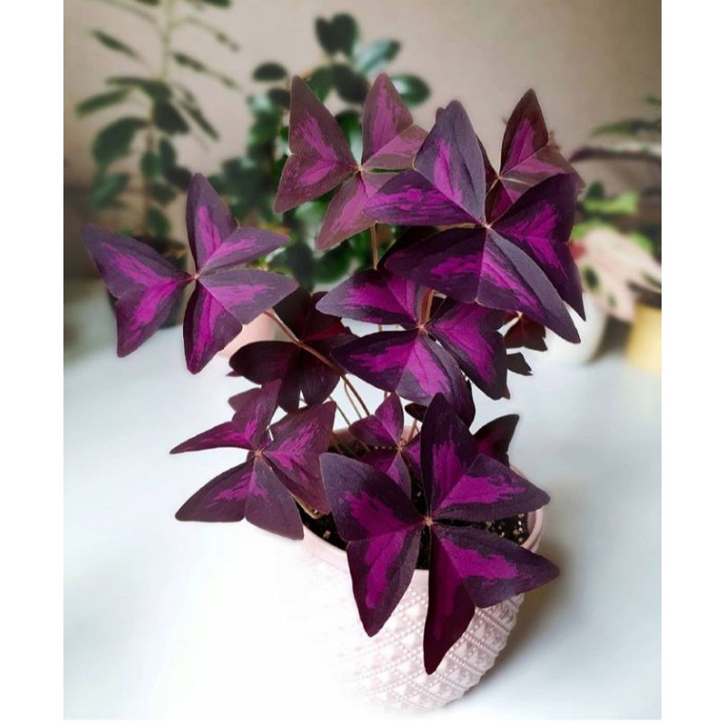 Tanaman Hias Oxalis Triangularis Oxalis Kupu Kupu