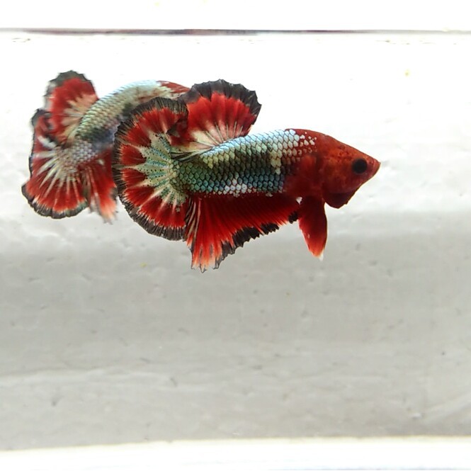 BETTA FISH FCCP RED HEAD WITH BLACK BANDING