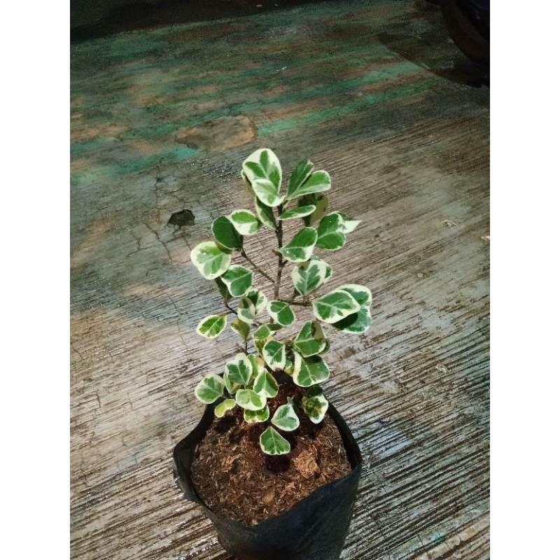 Ficus Variegata