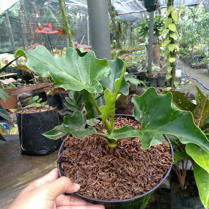 Bunga Hias PILLO DENDRON / monstera Deliciosa