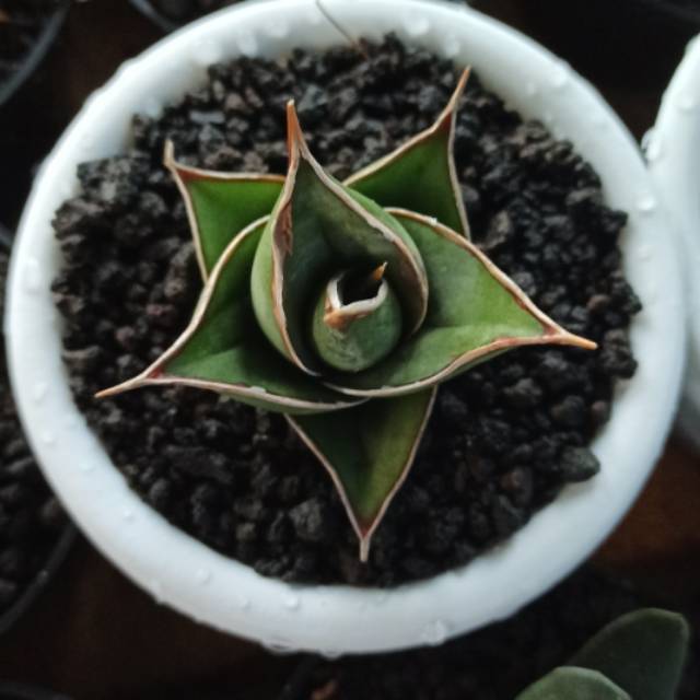 Sansivera pinguiculata + Media & Pot /sansiviera pinguin / sansivieria