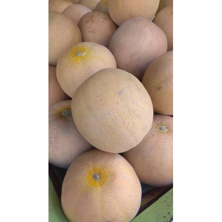 

Melon Madu Banyuwangi 1,5kg