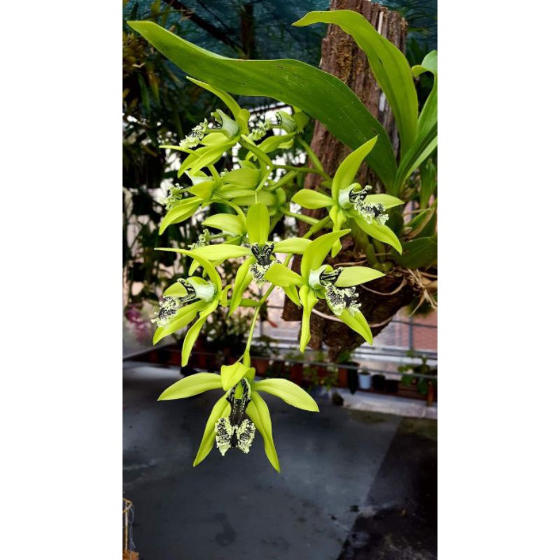 anggrek coelogyne Pandurata /hitam sumatera