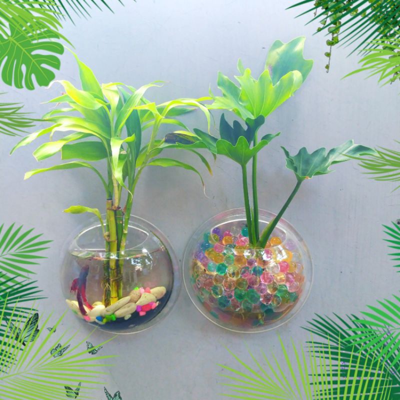 Paket lengkap tanaman asli aquarium tempel batu hias plus pasir hitam hidrogel