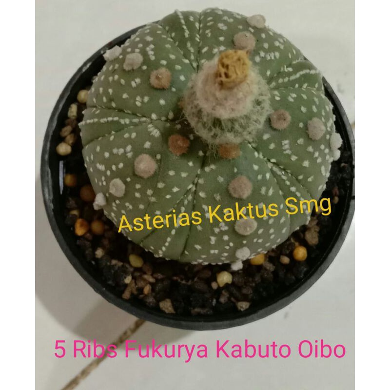 Biji Kaktus Astro Astrophytum Asterias 5 Ribs Fukurya Kabuto Oibo
