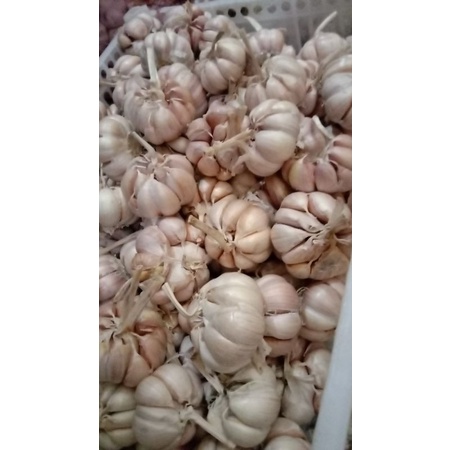 

bawang puti sinco