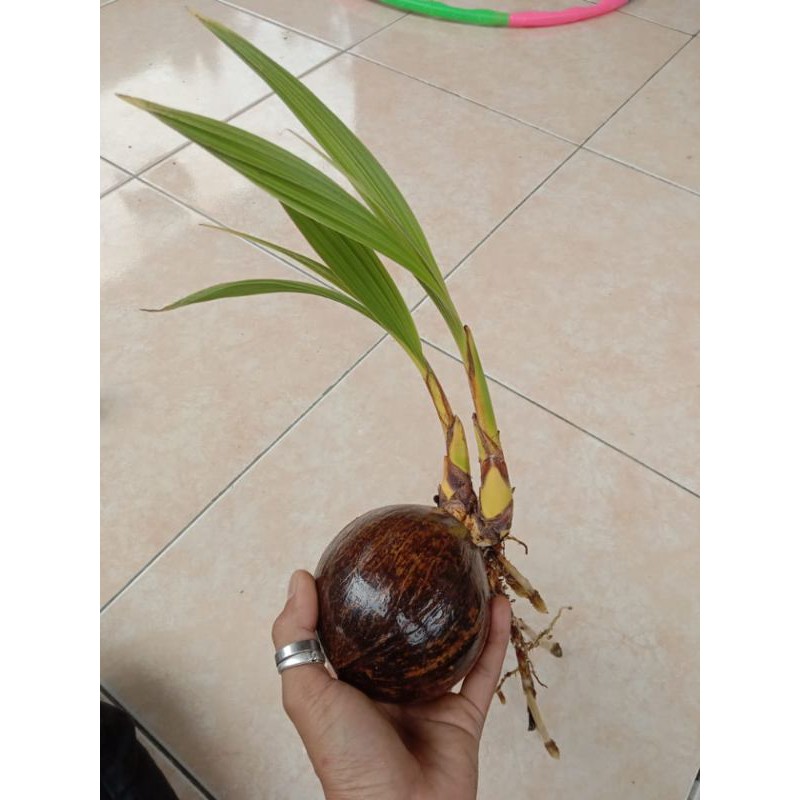 bonsai kelapa unik bercabang 2(sesuai gambar)