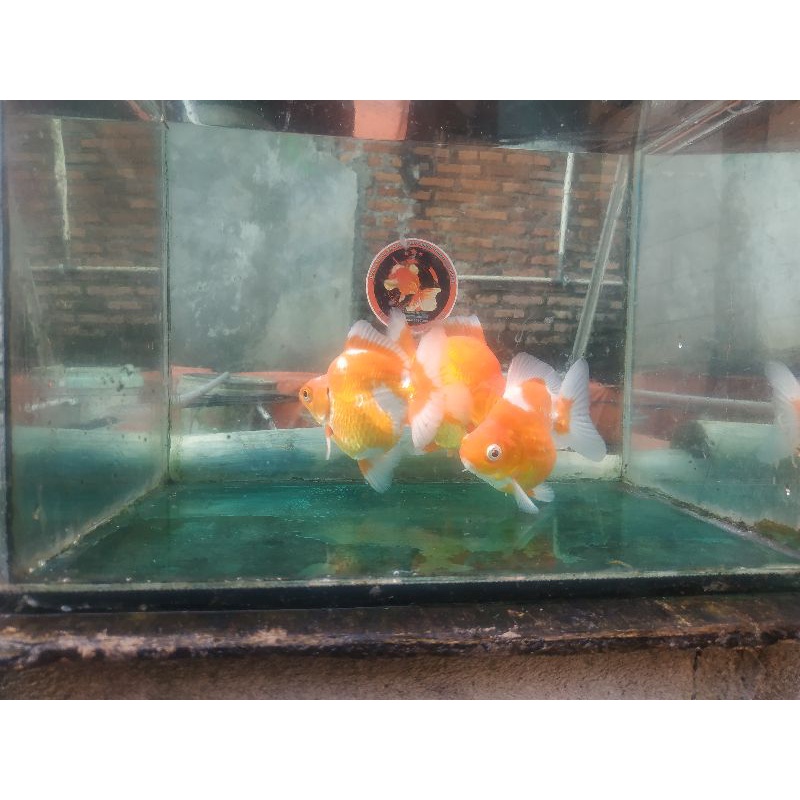 Ikan mas koki ryukin rw