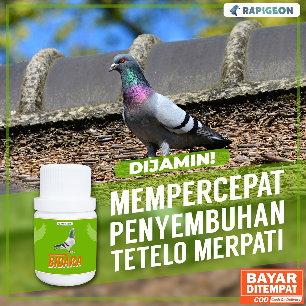 BIDARA JAMU TETELO MERPATI BURUNG DARA MERPATI BALAP BURUNG MERPATI