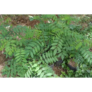 Jual BIBIT BIJI INDIGOFERA KUWALITAS SUPER 200 SEED / BIJI INDIGOFERA