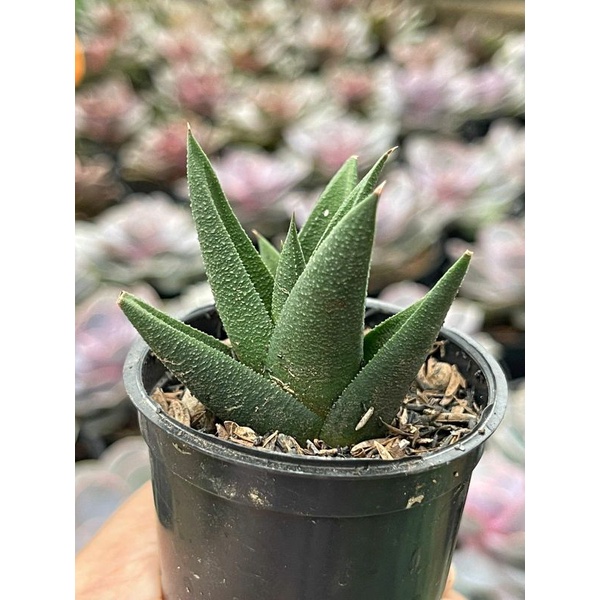 Haworthia Attenuata Truncata Tesselata Glabrata Limifolia Bebas Pilih