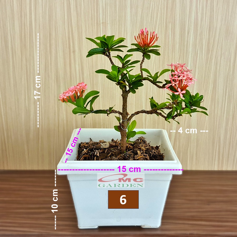 Tanaman Hias Bonsai Bonsae Mame Soka Mini Asoka Jepang Ixora Pink Jambon B-SMP-007