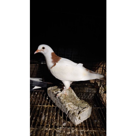 burung dara merpati kolong piyikan mandiri trah Quinn x pasopati