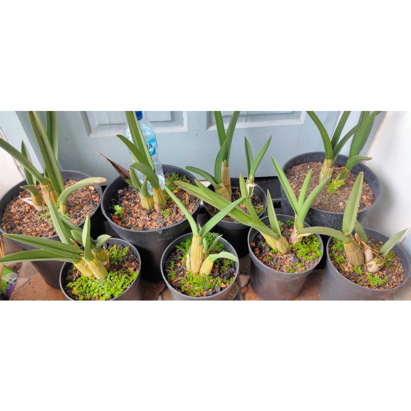 eulophia petersii/anggrek gurun dari afrika