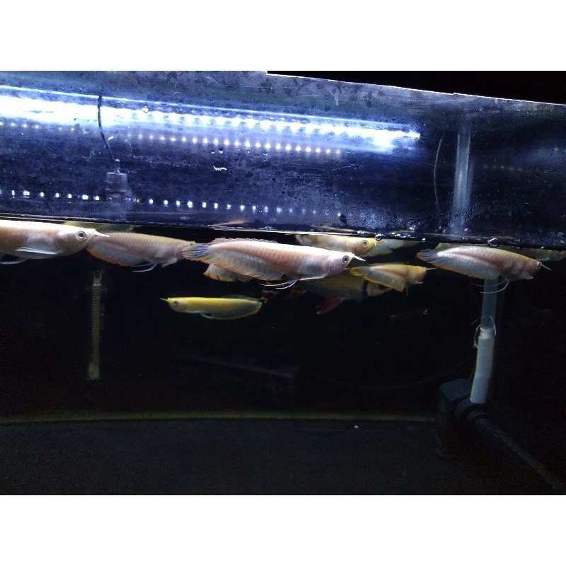 Silver Albino Arwana