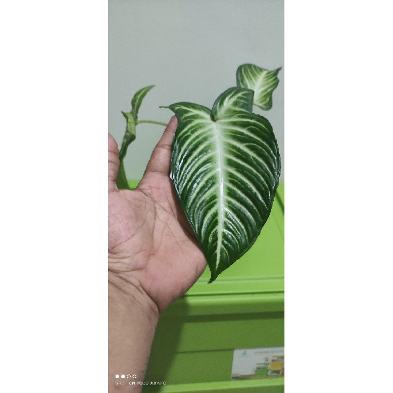 

Keladi Antasoma
