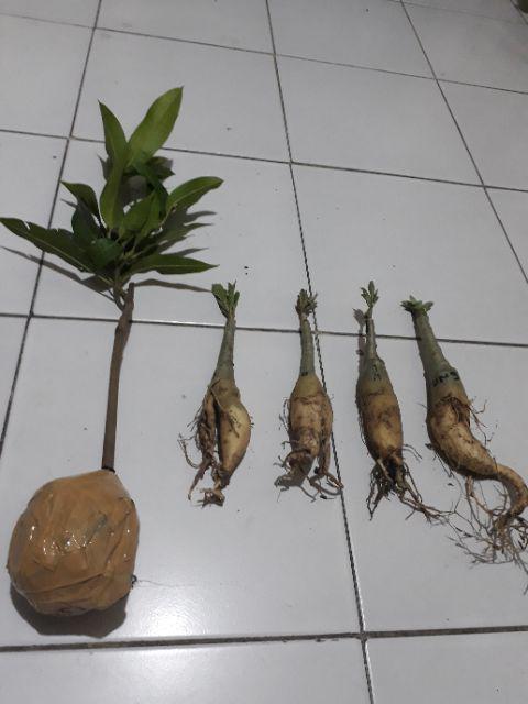 Bibit Bunga Kamboja Candik Ayu