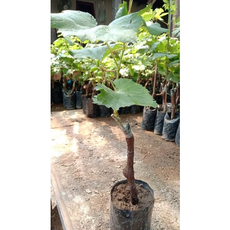 BIBIT ANGGUR IMPORT JUPITER BERBUNGA CEPAT BERBUAH MUDAH