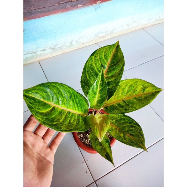 paket 2 aglonema tanian lokal red apple dan rengganis