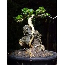 SANCANG MAME ON THE ROCK