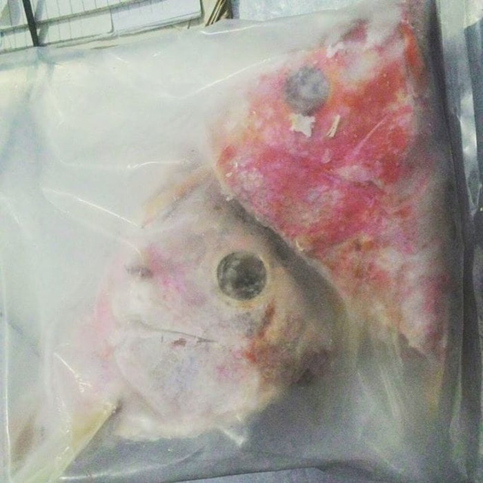 

Kepala Kakap per Kg
