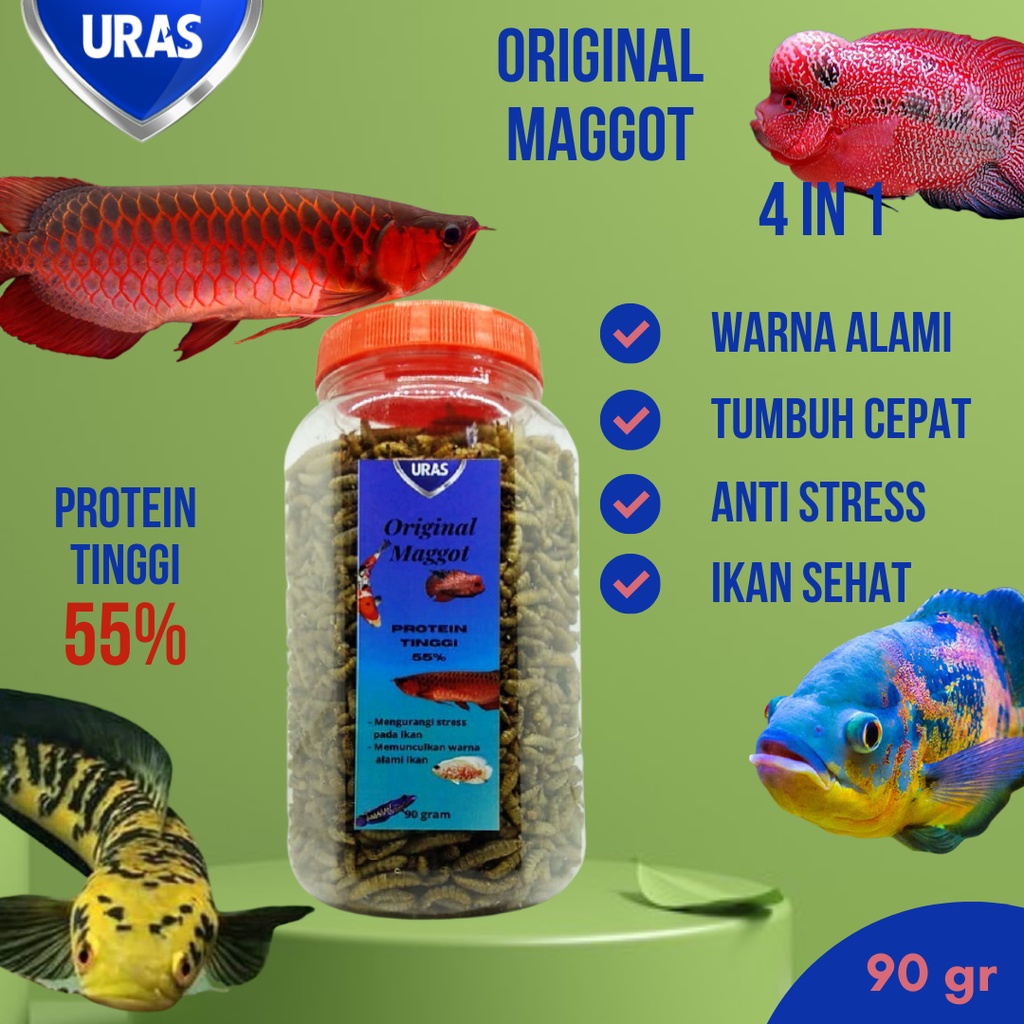 Maggot Pakan Ikan Predator Oscar Tiger Louhan Kamfa Arwana Super Koi Channa Maru Red Yelow Sentarum