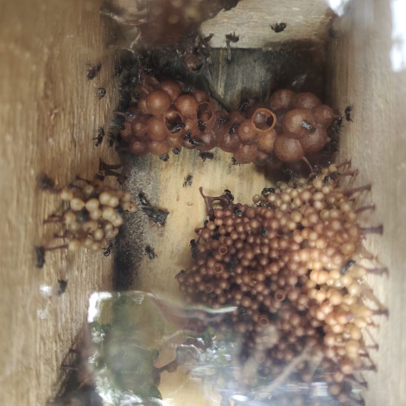 bibit koloni klanceng trigona leavicep / lebah tanpa sengat