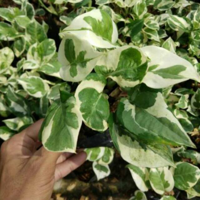 Tanaman hias sirih gading koin sri gading enjoy