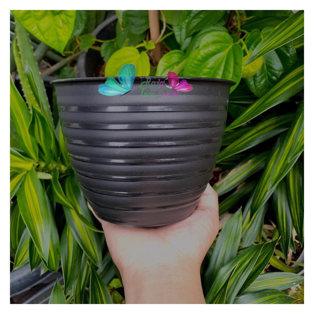 Pot Tawon Mdn 15 Cm Hitam Motif Tawon - Pot Plastik 15CM Vas Bunga Hias Bukan Pot Tawon Putih Madu