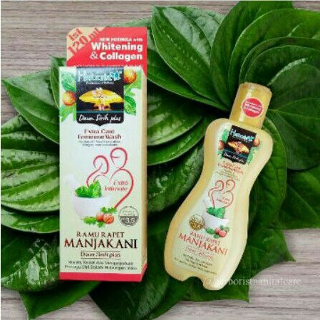 Herborist Daun Sirih Manjakani