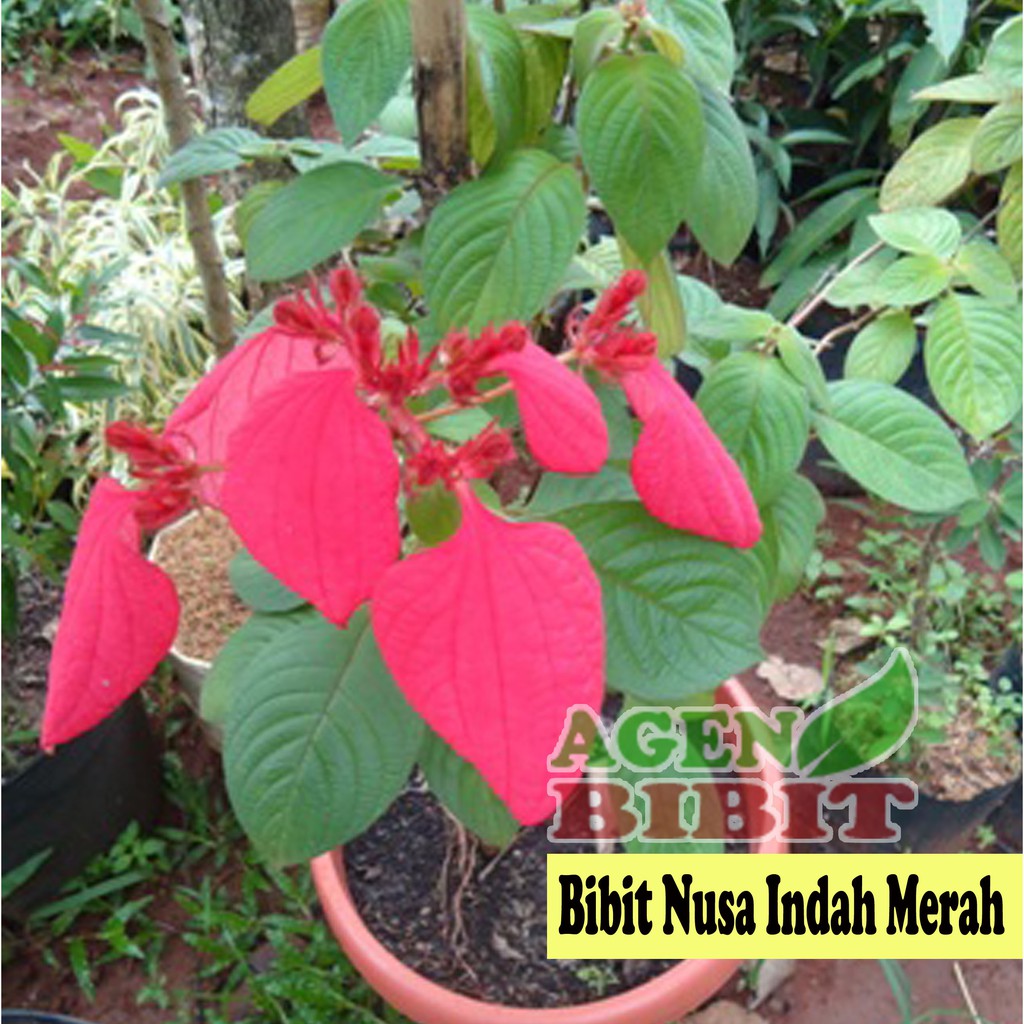 Bibit Bunga Nusa Indah Merah Tanaman Pohon Hias Outdoor