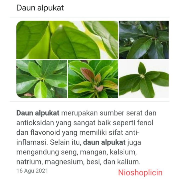 

DAUN ALPUKAT SEGAR&KERING
