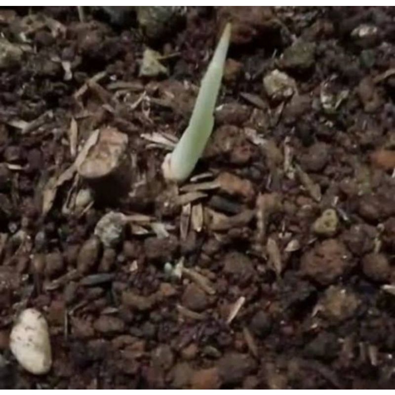 Tunas Aglonema Golden Hope Murah - Tunas Berkualitas