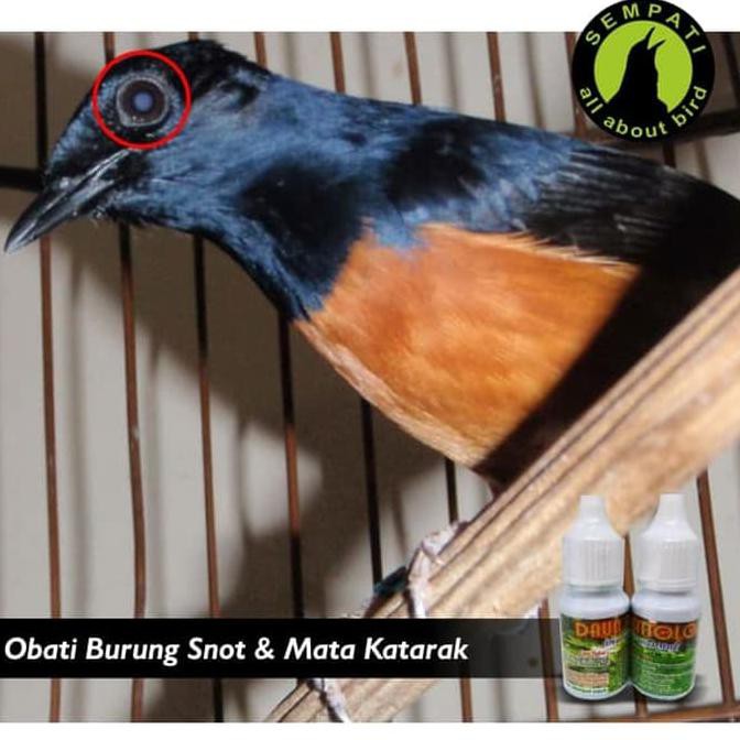 Best Produk Daun Kitolot Bmw Obat Tetes Mata Burung Sakit Katarak Berlendir Bengka