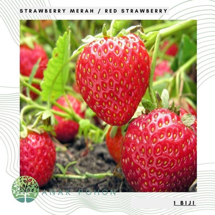 Benih / Bibit / Biji Buah Strawberry Merah (Red Strawberry) - IMPORT (3 biji) ANPN62