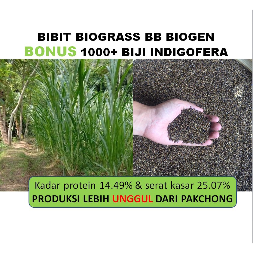 Bibit Rumput Biograss BB Biogen 1kg Unggul Tahan Kering bonus benih indigofera